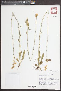 Solidago pulchra image