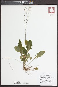 Youngia japonica image