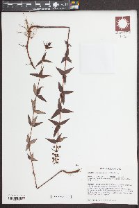 Lysimachia asperulifolia image