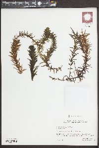 Hydrilla verticillata image