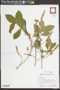 Eubotrys racemosa image