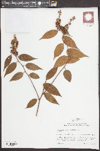 Leucothoe fontanesiana image