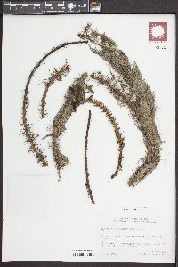 Myriophyllum heterophyllum image