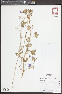 Malva sylvestris image