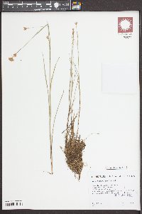 Rhynchospora alba image