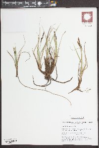 Carex bigelowii subsp. rigida image