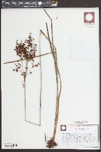 Juncus biflorus image