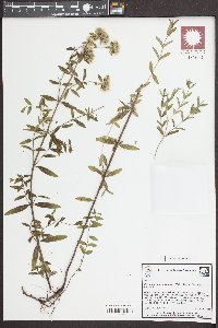 Pycnanthemum flexuosum image