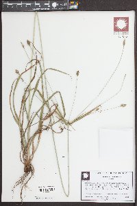 Cyperus plukenetii image