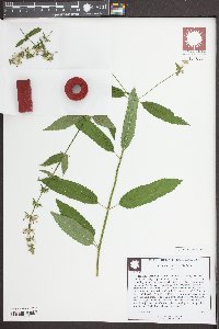 Stachys tenuifolia image