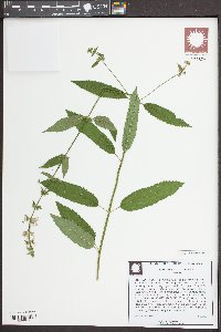 Stachys tenuifolia image