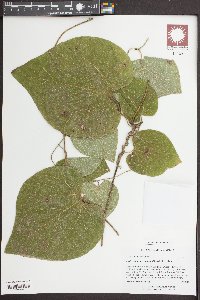 Isotrema tomentosa image