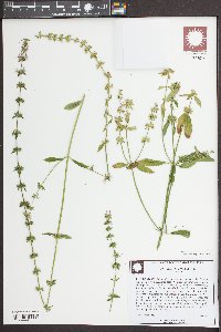 Stachys tenuifolia image