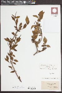 Ditrysinia fruticosa image