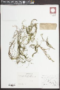 Podostemum ceratophyllum image