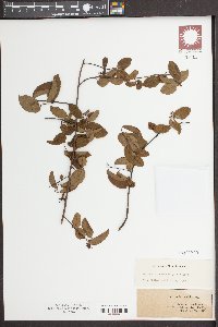 Berchemia scandens image