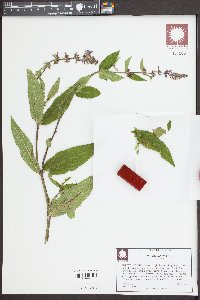 Stachys hispida image