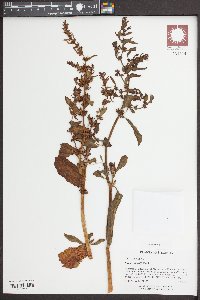 Rumex obtusifolius image