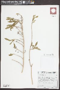 Forestiera pubescens image