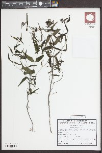 Melampyrum pratense image