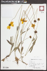 Coreopsis lanceolata image