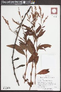 Persicaria densiflora image