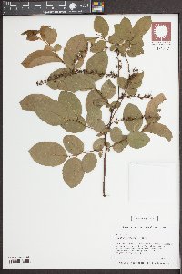Eubotrys racemosa image