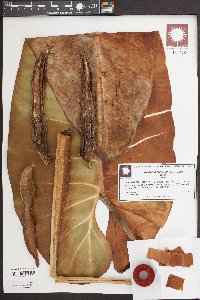 Philodendron imbe image