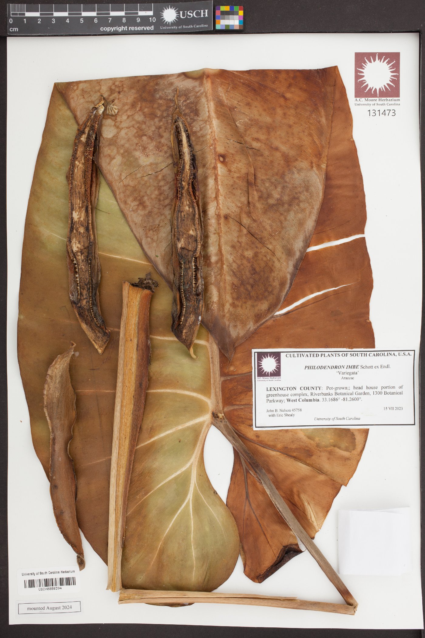Philodendron imbe image