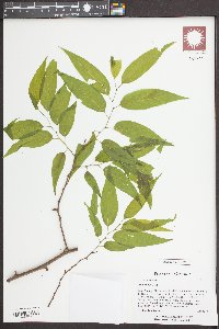 Celtis smallii image