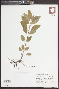 Macbridea caroliniana image