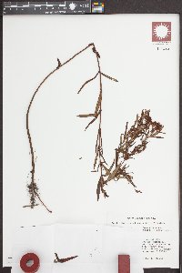 Hypericum adpressum image