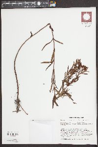 Hypericum adpressum image