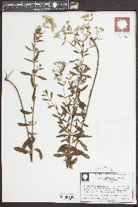 Eupatorium recurvans image