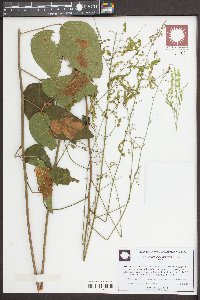 Desmodium canescens image