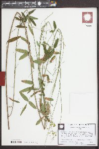 Desmodium strictum image
