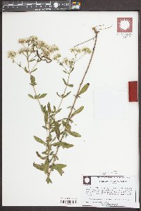 Eupatorium semiserratum image