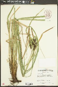 Carex joorii image