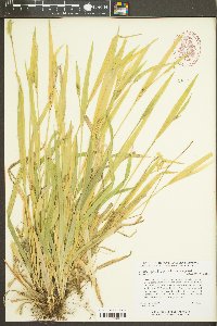 Carex kraliana image