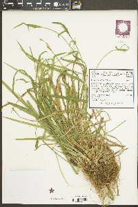 Carex kraliana image