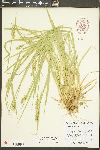 Carex laevivaginata image