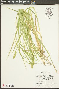 Carex laevivaginata image