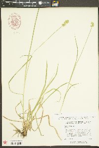 Carex laevivaginata image