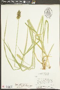 Carex laevivaginata image