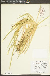 Carex laevivaginata image