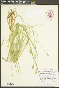 Carex laevivaginata image