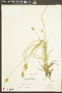 Carex laevivaginata image