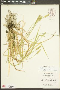 Carex laevivaginata image