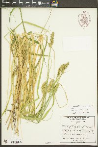 Carex laevivaginata image