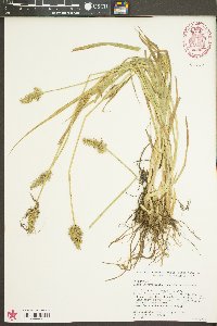 Carex laevivaginata image